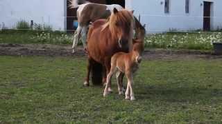 Newborn Shetland pony foal