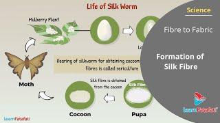Fibre to Fabric Class 7 Science - Formation of Silk Fibre | Life of Silk Worm