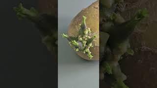 #망고감자 #mangopotato #임영석감자연구소 #K-potatolab