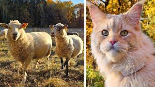 Cat Hunts Sheep!