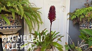 Winter Plants: Bromeliad Vriesea Mundo Care