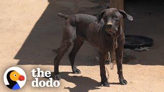 "Aggressive" Chained Up Dog Follows Her Mom Everywhere Now | The Dodo