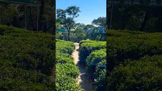 Tea Garden Dharamshala #dharmsala #mcleodganj #teagarden #viral #trending #shortsvideo#youtubeshorts