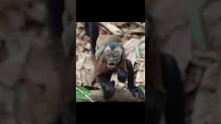 Mother monkey carrying her baby while traversing the trees. #wildlife #animals #monkeys #monkey
