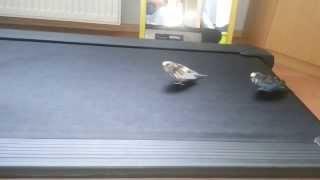 Budgies running