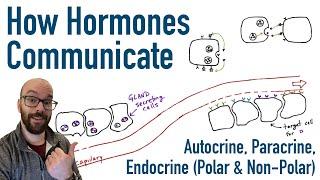 How Hormones Communicate