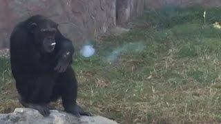 Outrage Over Chimpanzee Smoking a Pack of Cigarettes a Day at Zoo