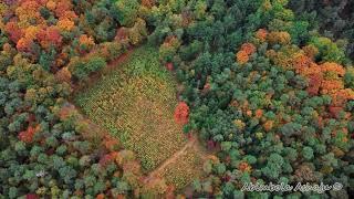 4K Cinematic drone footage of autumn in Almelo.