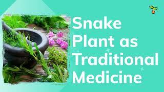 Snake Plant As Medicine, How We Can Use It As Medicine (2021)