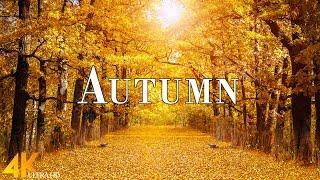 Autumn Colors 4K Ultra HD • Stunning Footage Autumn, Scenic Relaxation Film with Calming Music.