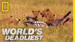 Lions vs. Zebra | World's Deadliest