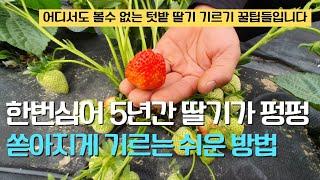 162. 가정이나 텃밭에서 딸기를 한번 심어 5년간 펑펑 수확할 수 있는 7가지 쉬운 방법입니다