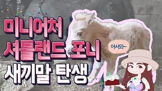 │Equestrian│반려마키우기! 미니어처말  & 새끼탄생