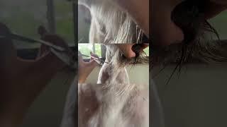 Schnauzer haircut face trim! #haircut #grooming