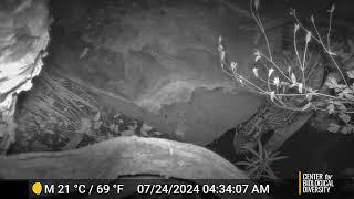 Ocelot Spotted in New Arizona Location