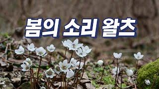 황호림의 들꽃교실 "봄의소리왈츠"