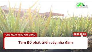 Tam Bố phát triển cây nha đam | Lâm Đồng TV