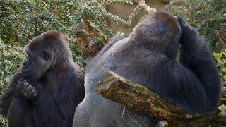 Exploring traits of Gorillas | animalfacts | Gorilla facts | interesting facts