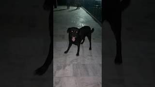 #dollar #petlover #dogshorts #funplay