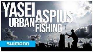 Urban fishing: The new YASEI Aspius | Shimano Fishing Europe