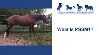 What Is PSSM1?