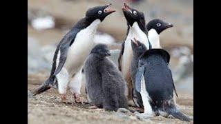 Curiosidades en Remixados. Pingüinos antárticos sexualmente atípicos...