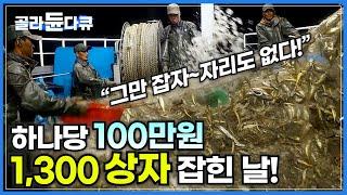 운수대통! 한 상자에 100만원을 호가하는 '국민 생선'을 1,300 박스나 잡았다│너무 많이 잡혀서 잠도, 밥도 다 포기한 선원들│국민생선 참조기│극한직업│#골라듄다큐