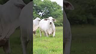  GRAY BRAHMAN Bulls And Cows   Shorts  30