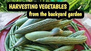 Harvesting vegetables from backyard garden | pinayofw mp balikbayan