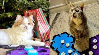 Teaser: Modeling Play, Button Learning with Alastor and Billi | BilliSpeaks