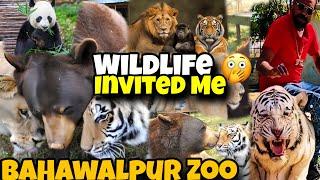 Wildlife Checkup at Bahawalpur Zoo:Tigers & LionsHealth Inspection   | Asif Shero Wala