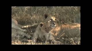 የአናብስት አስደናቂ አኗኗር Amazing facts about African Lions( A documentary film from National Geography)