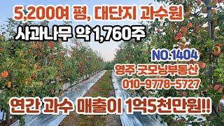 (1404) 연간 매출 약 1억5천만원. 5,200여 평의 대단지 사과 과수원, 추가적인 투자 없이 바로 수익 실현이 가능