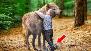 The Boy Was Hurt By A Trap And Cried Out, Then A Wolf Found Him And Decided To Do This!