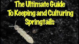 Ultimate Bioactive Guide to Bioactively Culturing and Bioactively Maintaining Springtails Bioactive