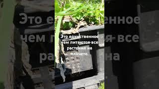 Единственное нужное удобрение для растений