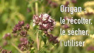 Plante aromatique : l’origan