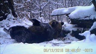 Braunbär greift zu drastischen Maßnahmen