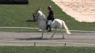 T1 Tölt B-Final, WC Icelandic Horses , Islandpferde-WM, VM Islandshästar, 2013