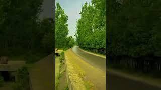  "A Rainy Day in Sawabi Nature ️ | Peace, Trees & Stream – Captured by Asad Ullah Khan Jadoon"