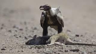 A Wedge-tailed Eagle on kangaroo roadkill in the Kimberley