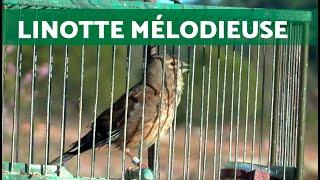 Melodic Duel: The Song of the Common Linnet. Two Captivating Bird Calls  (HD)