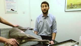 IMV imaging Small Animal Advanced Abdominal Ultrasound video 1 Introduction