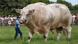 10 BIGGEST Bulls In The World