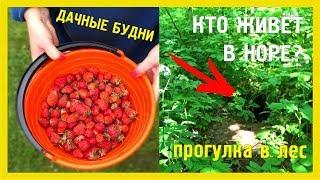 ПОДГОТОВКА К ПОСТРОЙКЕ ХОЗБЛОКА, ПРОГУЛКА В ЛЕС И ДАЧНЫЕ БУДНИ