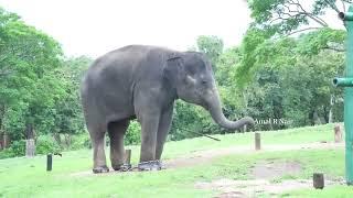 Theppakadu Elephant Camp mudumalai