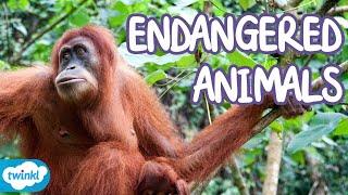 What Animals are Endangered? | Endangered Species Explained for Kids