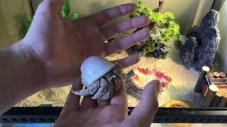 How to Care for Hermit Crabs (beginner and advanced tips)