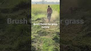 Brush cutter grass cutting