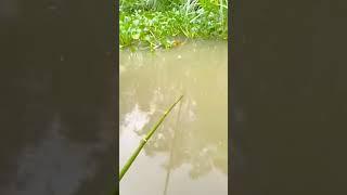 #shorts đam mê câu lure câu cá giải trí #296 #fishing #cauca